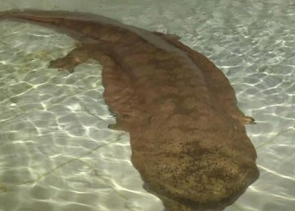  В Китае рыбак выловил уникальную 200-летнюю саламандру - фото 1