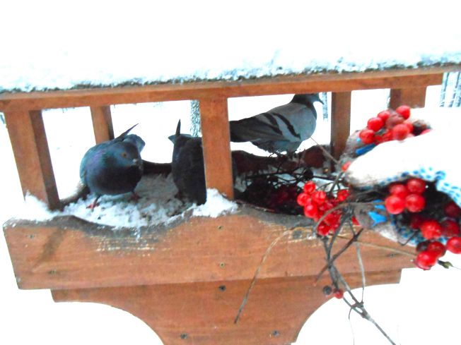 Покормите птиц зимой! - фото 1