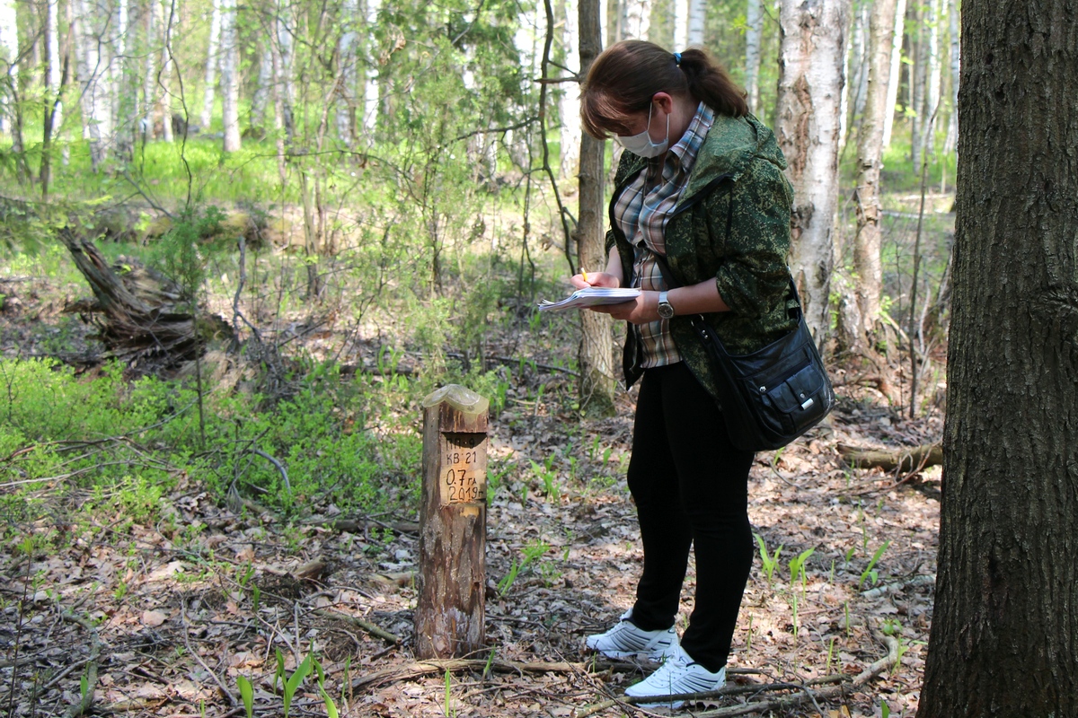 В Рязанской области, накануне проведения лесоустроительных работ, прошла коллективная тренировка по таксации лесов - фото 1