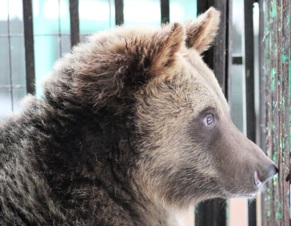 Медведей Мишу и Машу передадут в Липецкий зоопарк - фото 2