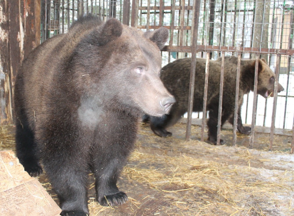 Медведей Мишу и Машу передадут в Липецкий зоопарк - фото 1