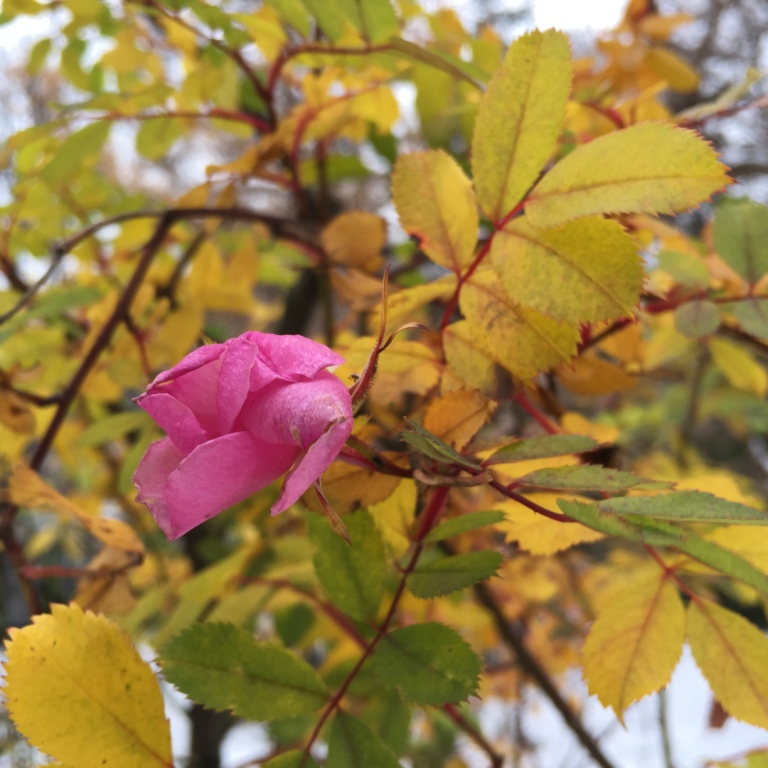  В "Аптекарском огороде" аномально поздно цветут роза собачья и рододендрон - фото 3