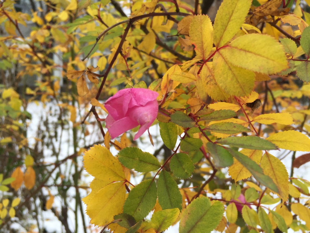  В "Аптекарском огороде" аномально поздно цветут роза собачья и рододендрон - фото 1
