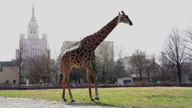 Умер жираф Самсон из Московского зоопарка - фото 1