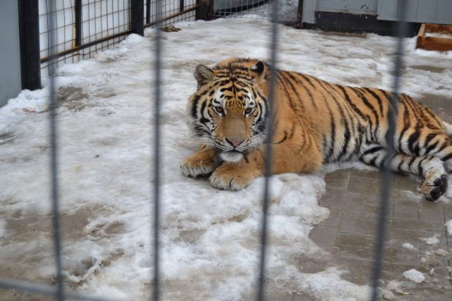 История тигра Степана из Подмосковья - фото 11