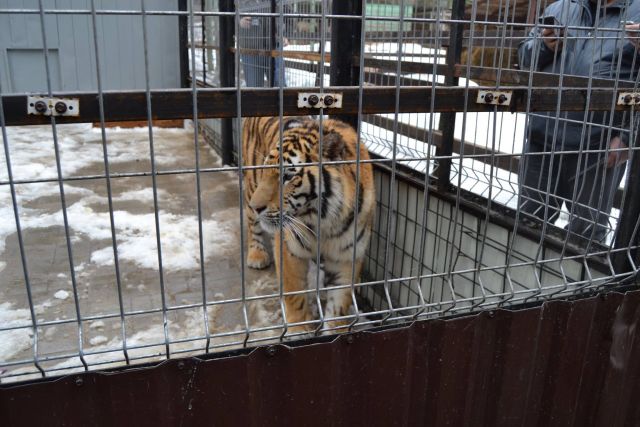 История тигра Степана из Подмосковья - фото 12