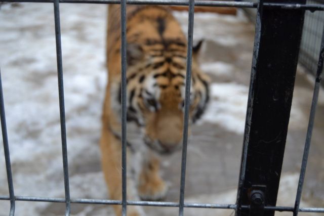 История тигра Степана из Подмосковья - фото 19
