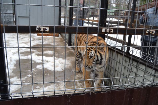 История тигра Степана из Подмосковья - фото 23