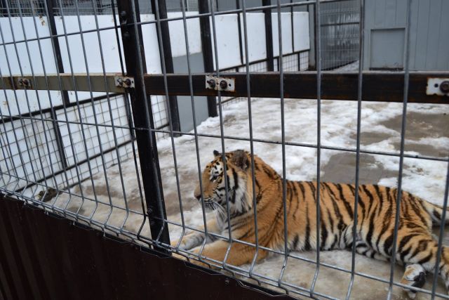 История тигра Степана из Подмосковья - фото 26
