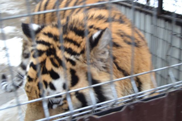 История тигра Степана из Подмосковья - фото 36