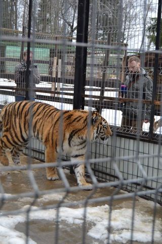История тигра Степана из Подмосковья - фото 39