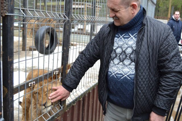 История тигра Степана из Подмосковья - фото 44