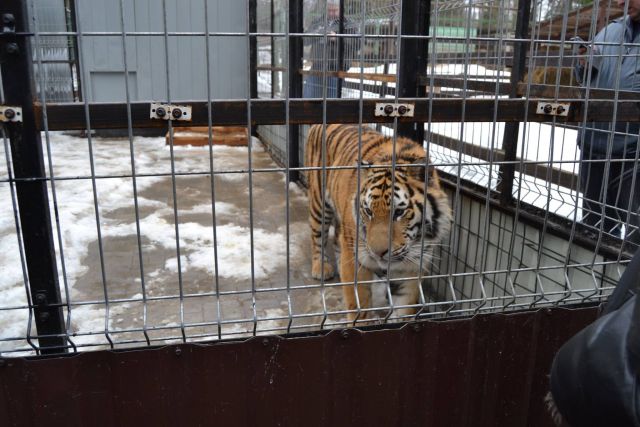 История тигра Степана из Подмосковья - фото 45