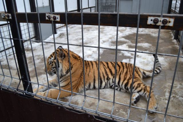 История тигра Степана из Подмосковья - фото 48
