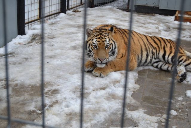 История тигра Степана из Подмосковья - фото 55