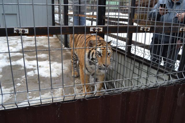 История тигра Степана из Подмосковья - фото 58