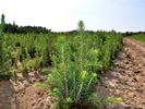 В Калужской области перевыполнен план по весеннему лесовосстановлению - фото 1
