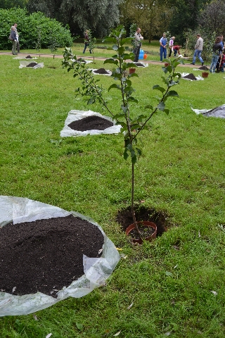 Главный эколог столицы посадил свое тысячное дерево в Москве  - фото 2