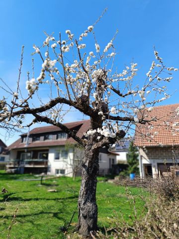 Весна в Германии, не утраченные моменты … - фото 13