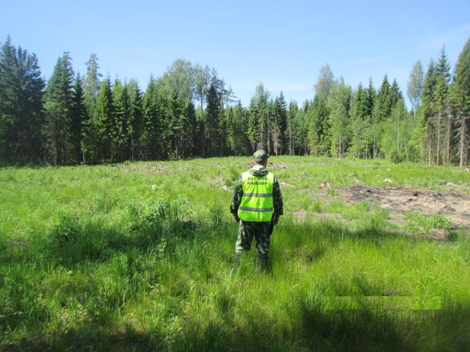 В Ярославской области специалисты лесничеств проводят осмотры лесосек - фото 1