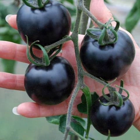 Черные томаты на наших грядках – ответ санкциям - фото 2