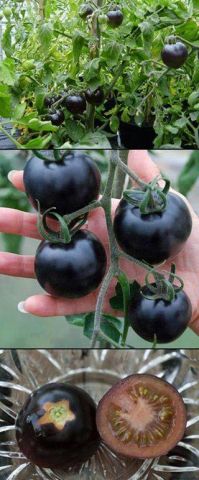 Черные томаты на наших грядках – ответ санкциям - фото 3
