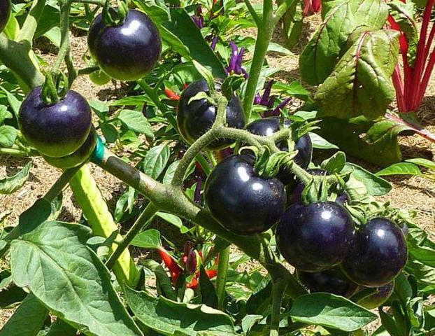 Черные томаты на наших грядках – ответ санкциям - фото 4