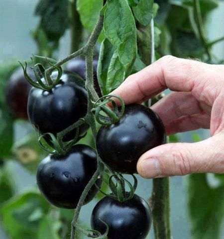 Черные томаты на наших грядках – ответ санкциям - фото 1