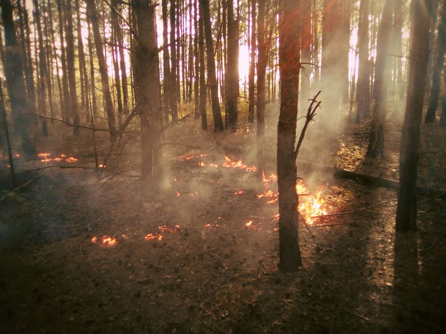 В Демидовском районе Смоленщины произошел лесной пожар - фото 1