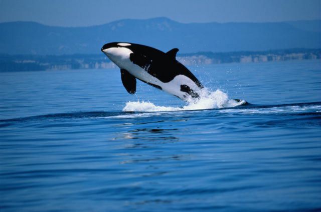 День китов и дельфинов экологи любят и ждут - фото 1