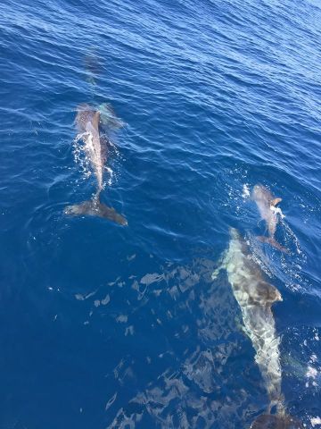 День китов и дельфинов экологи любят и ждут - фото 4