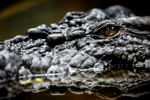 Крокодилы улыбаются и плачут  - фото 2