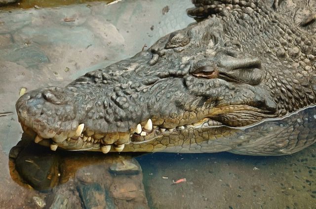 Крокодилы улыбаются и плачут  - фото 4