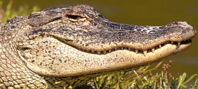 Крокодилы улыбаются и плачут  - фото 6