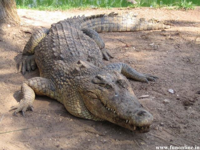 Крокодилы улыбаются и плачут  - фото 8