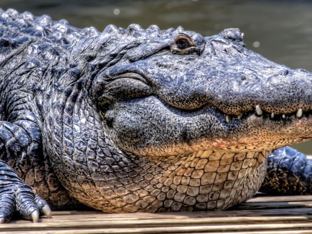 Крокодилы улыбаются и плачут  - фото 12