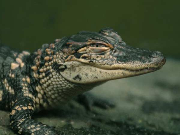 Крокодилы улыбаются и плачут  - фото 13