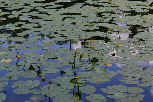 На прудах природно-исторического парка «Кузьминки-Люблино» зацвели жёлтые кубышки. - фото 1