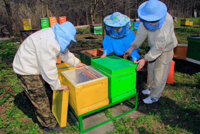 переселение пчёл в новые ульи1-m