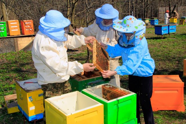 переселение пчёл в новые ульи2-m