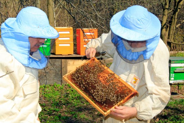 переселение пчёл в новые ульи3-m