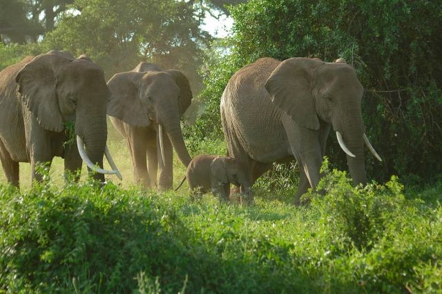 О Пути и вечности...Слоны Килиманджаро - фото 4