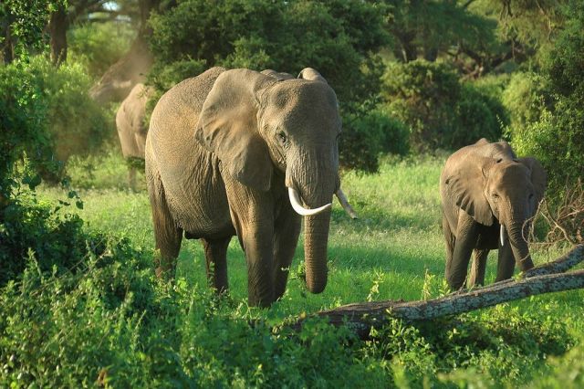О Пути и вечности...Слоны Килиманджаро - фото 9