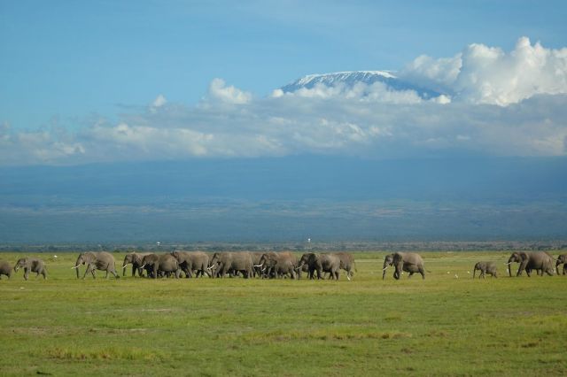 О Пути и вечности...Слоны Килиманджаро - фото 11