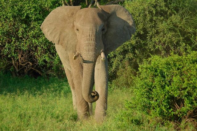 О Пути и вечности...Слоны Килиманджаро - фото 12