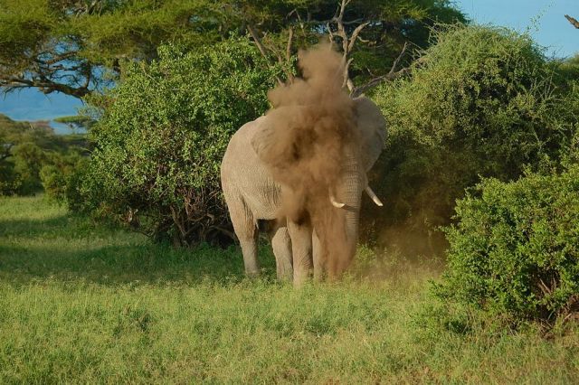 О Пути и вечности...Слоны Килиманджаро - фото 14