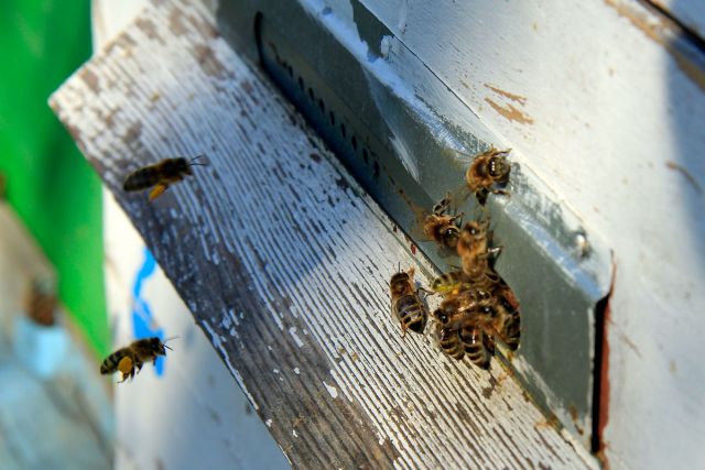 Московским пчелам комфортные условия проживания - фото 14