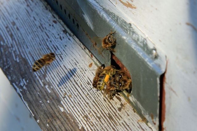 Московским пчелам комфортные условия проживания - фото 15