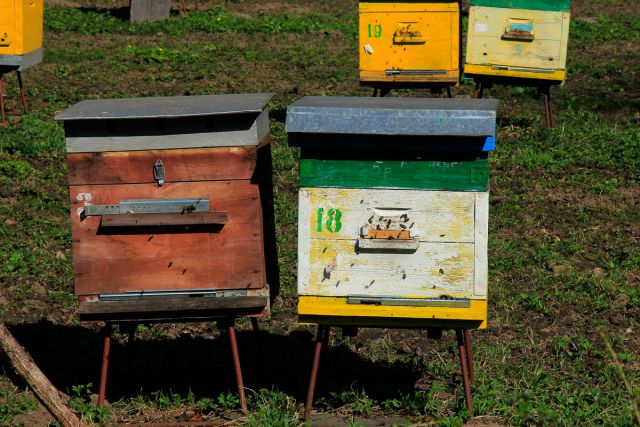 Московским пчелам комфортные условия проживания - фото 18