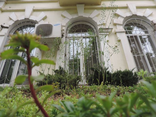 Сад на козырьке защитит дом от ливней  - фото 4